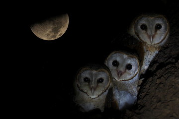  Three barn owls perched against a night sky with a crescent moon, created using in-camera multiexposure technique.