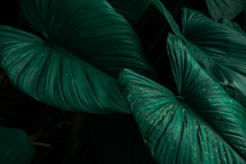 Nature Background Homalomena leaf