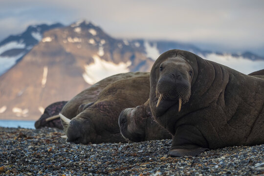 Close-up of an Atlantic Walrus (Odobenus rosmarus rosmarus) Resting on a Pebble Beach with Snowy Arctic Mountains in the Background, Svalbard
