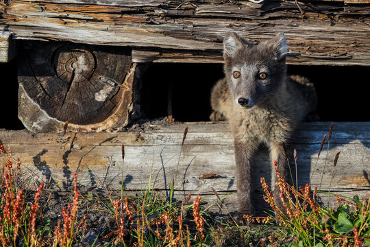 Young Arctic fox (Vulpes lagopus) peeking out from under a rustic wooden cabin in the wild tundra of Svalbard during summer.