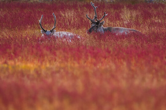 Two reindeer with antlers rest in a vibrant red and orange autumn tundra, blending into the stunning seasonal landscape.