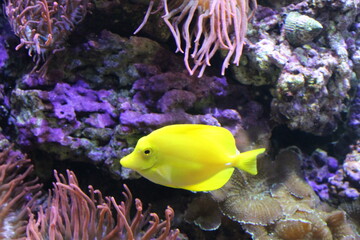 Yellow Tang