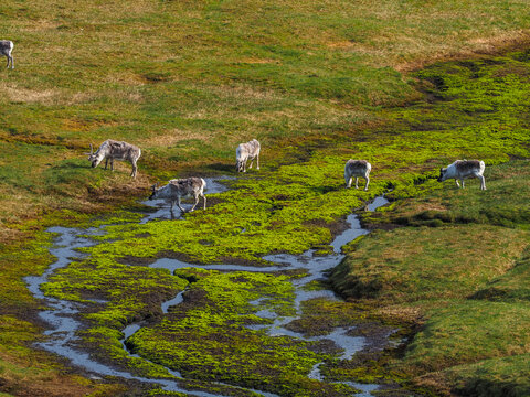 Aerial view of a Svalbard reindeer (Rangifer tarandus platyrhynchus) herd grazing in the vibrant green tundra wetland near a stream in Spitsbergen, Norway