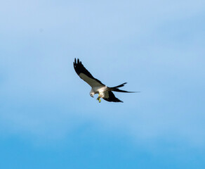 swallowtail kite & snake