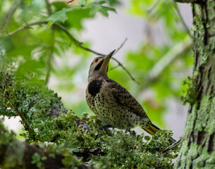 northern flicker