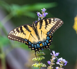 tiger swallowtail butterfly on flower
