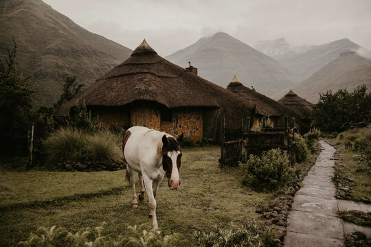 horse roaming in a mountain lodge in lesotho africa