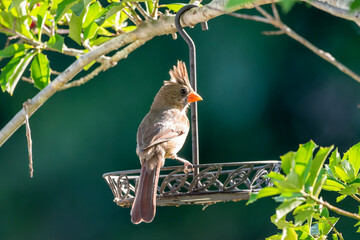 Northern Cardinal on feeder