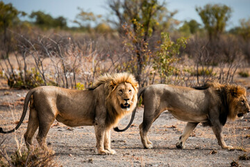lions on safari in africa