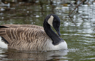 Obraz premium country goose swimming