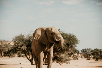 wild desert elephant on safari in namibia africa