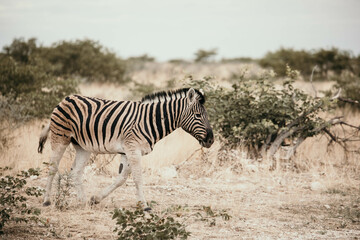 Fototapeta na wymiar zebras in the savannah on safari
