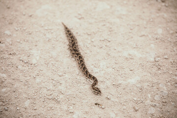 wild snake on safari in africa desert