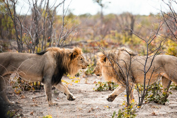 wild male lions fighting on safari in Africa