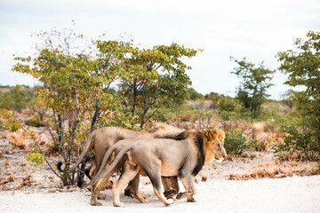 Naklejka premium three wild male lions on safari in Africa