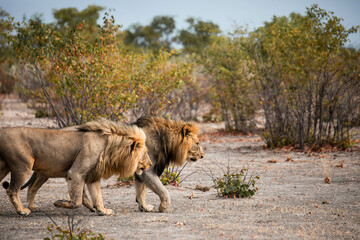 wild male lions on safari in Africa