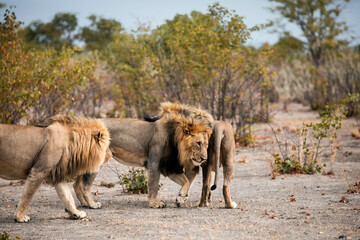 three wild male lions on safari in Africa
