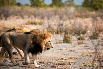 wild male lion on safari in Africa