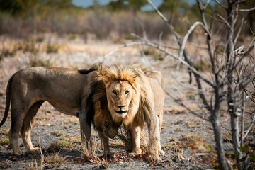 wild male lions necking on safari in Africa