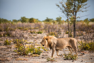 Fototapeta na wymiar wild male lion on safari in Africa
