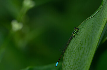 dragonfly on a leaf