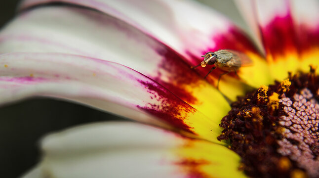 fotograf&iacute;a macro de insectos