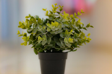 bouquet of flowers in a vase