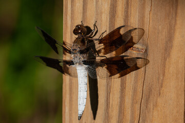 dragonfly on wood