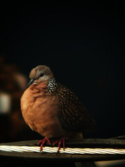Bird on wire edit image