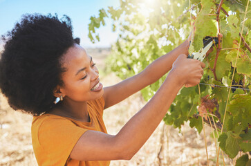 Farmer pruning grapes in a vineyard estate, fruit orchard and nature farm for agriculture, wine and alcohol production. Woman cutting fresh plant of ripe, countryside harvest for sustainable farming