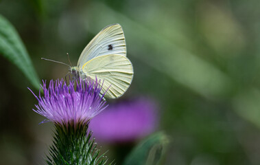 butterfly on a flower