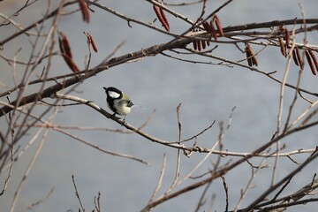 Tit perching on a lakeside branch in winter