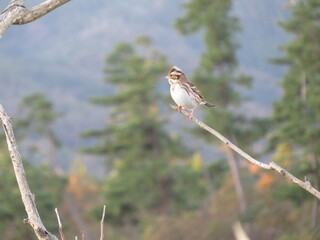 rustic bunting perched on a branch