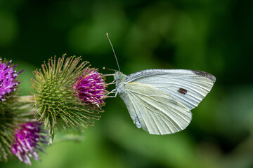 butterfly on flower