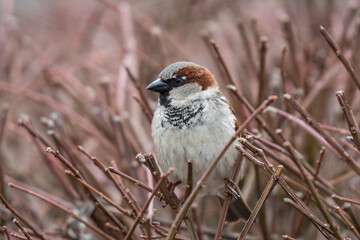 female house sparrow