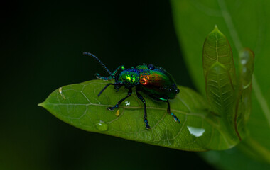 green beetle on a leaf