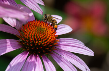 bee on a flower