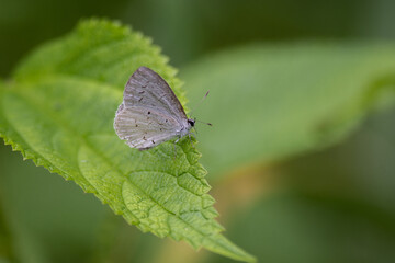 butterfly on leaf