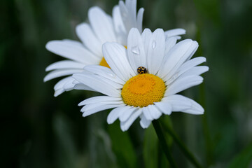 Fototapeta premium daisy flower