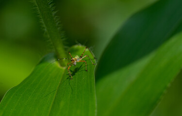 bug on a leaf