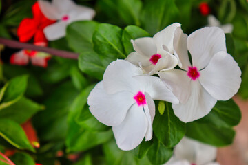 Close-up of three white flowers with pink centers (Madagascar periwinkle, Catharanthus roseus). Red flowers and green leaves visible in background.