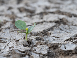 Close Up of a Seedling Sprouting in Cracked Earth in Texas during a Drought