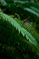 Fern fronds in evening soft light closeup	