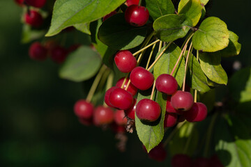 red cherries on a tree