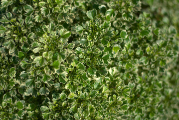 Fototapeta na wymiar green small plant leaves with white specks and pattern
