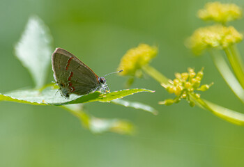 butterfly on a flower