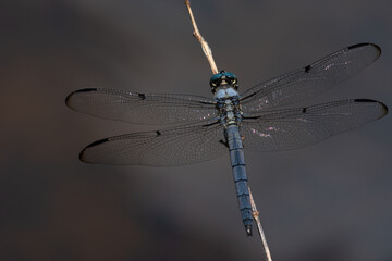 dragonfly on a branch