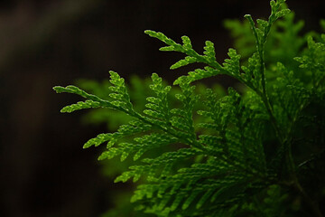 Fototapeta premium close up of fern leaves