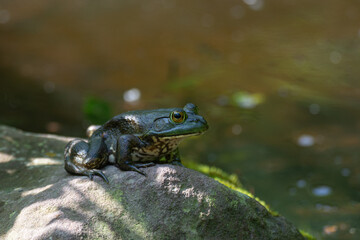 frog in the pond