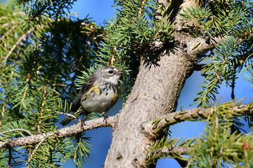 Yellow-rumped Warbler showing its confusing call colors sits perched in a pine tree